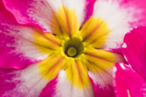 Workshop Keihard bloeien - Geïnspireerd en doelgericht de lente in!